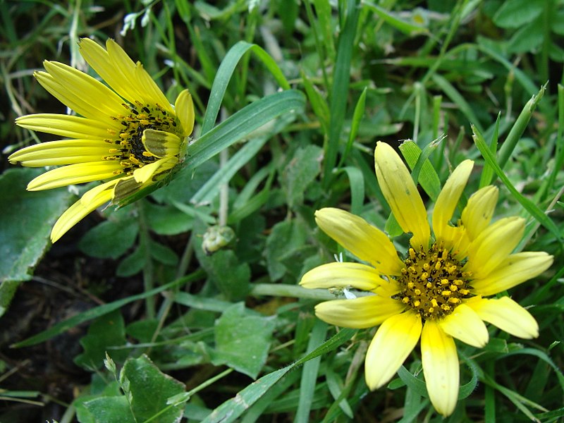 File:Arctotheca calendula.001 - A Coruña.JPG