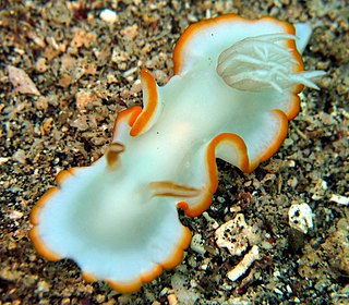 <i>Ardeadoris electra</i> Species of gastropod