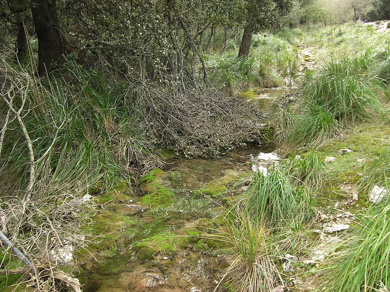 File:Arroyo con charca, Mallorca - panoramio.jpg