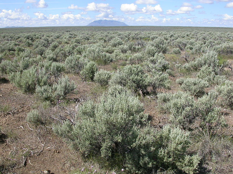 File:Artemisia tridentata wyomingensis (4045095831).jpg