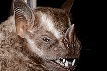 Morcego – Wikipédia, a enciclopédia livre