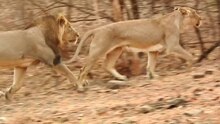 Archivo: Asiatic Lion Mating 01.ogv