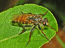 Female, dorsal view Asilidae - Cyrtopogon ruficornis.JPG