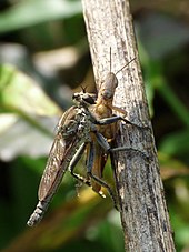 A member of the Asilidae feeding on a grasshopper. This asilid shows the mystax and ocular fringe typical of the Asilidae, with short, stout proboscis and spiny, powerful legs, adapted to the capture of prey in flight. Asilidae 5 by kadavoor.jpg