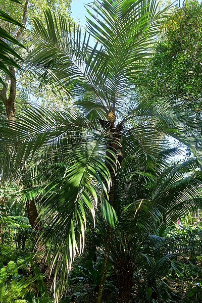 File:Astrocaryum mexicanum - Marie Selby Botanical Gardens - Sarasota, Florida - DSC01154.jpg