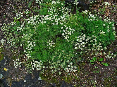 Athamanta cretensis Habitus