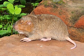 Attwater’s Pockrt Gopher (Geomys attwateri), Colorado Co. Texas (12 May 2014)