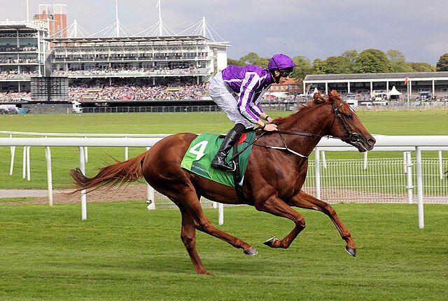 Australia goes to the post for the Juddmonte International at York, 2014