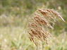 Stipa