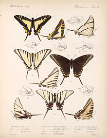 BCA - Lepidoptera-Rhopalocera Vol 3 Tab 68.jpg