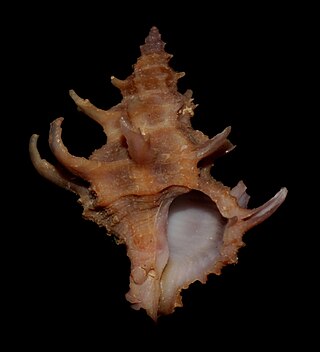 <i>Babelomurex princeps</i> Species of gastropod