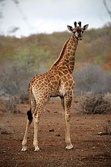 Baby giraffe, Kruger National Park, South Africa (28920218450).jpg