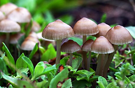 Baby mushrooms