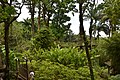 Français : Jardin de Balata en Martinique.