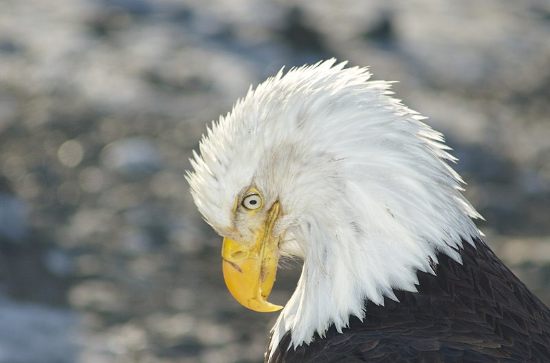 File:Bald Eagle Alaska (9).jpg