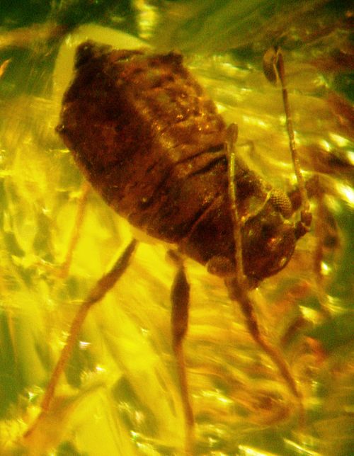 An aphid fossilised in Baltic amber (Eocene)