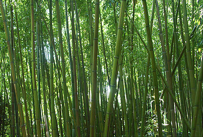 Bambús en el Arboretum Gaston Allard.