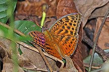 Bantlı ormancı (Bebearia oxione) male.jpg