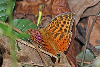 <i>Bebearia oxione</i> Species of butterfly