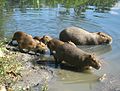 Capibara