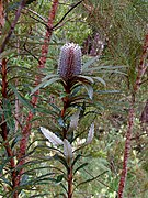 Banksia plagiocarpa