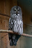 Bartkauz (Strix nebulosa), Tiergarten Nürnberg