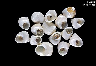<i>Bathymargarites</i> Genus of gastropods