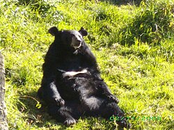 Bear in G B Pant High Altitude Zoo,Nainital.jpg