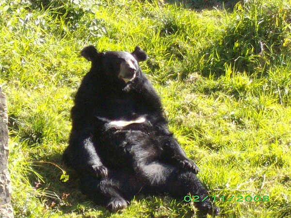 A Bear in the Pt. G B Pant High Altitude Zoo, Nainital.