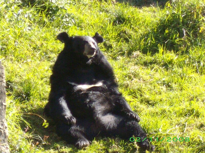 File:Bear in G B Pant High Altitude Zoo,Nainital.jpg