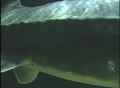 File:Beluga sturgeon in aquarium.webm