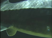 Datei:Beluga-Stör im Aquarium.webm