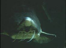 Fichier:Esturgeon béluga dans aquarium.webm