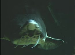 File:Beluga sturgeon in aquarium.webm