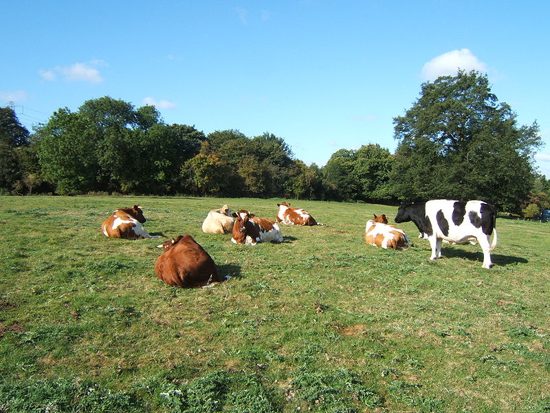 File:Bhaktivedanta Manor - 35.JPG