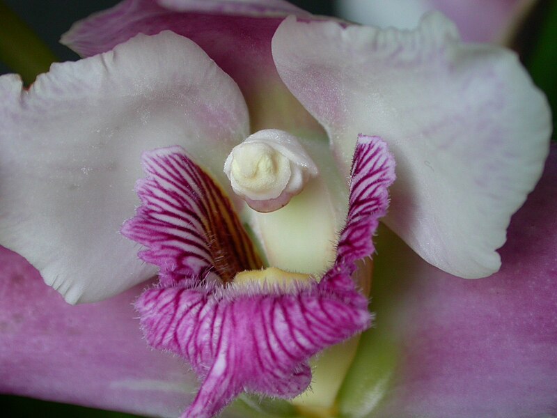 File:Bifrenaria harrisoniae 7.jpg