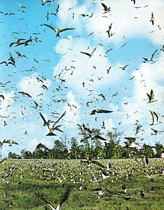 Sooty Terns on Bird Island