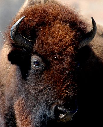 American Bison (Bison bison). Image taken at W...