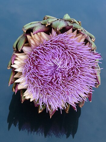 Blossom of an artichoke from the front.JPG