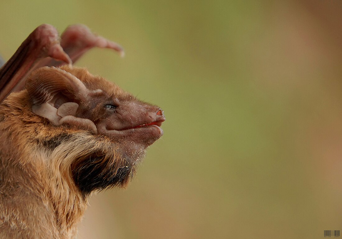 Taphozous melanopogon