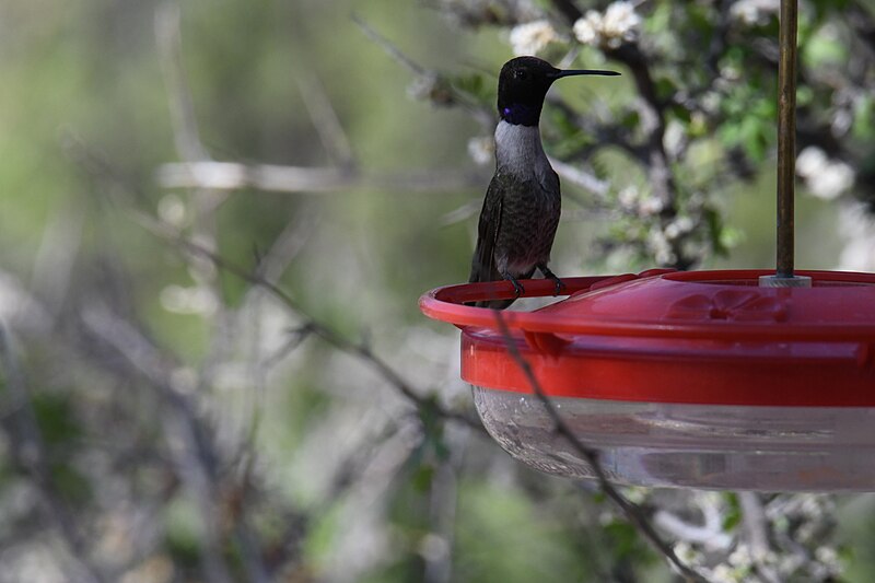 File:Black-chinned hummingbird - 52049107674.jpg