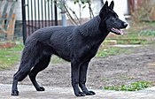 Black-German-Shepherd-29944091920.jpg