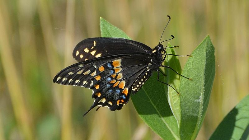 File:Black Swallowtail - butterfly (9171058112).jpg