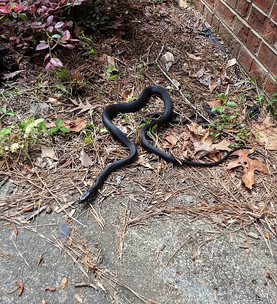 File:Black rat snake (Pantherophis alleghaniensis) in Durham, NC 1.jpg