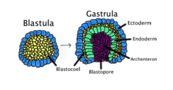 Gastrulation