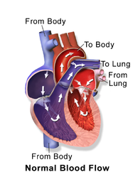 Circulatory system through the heart.