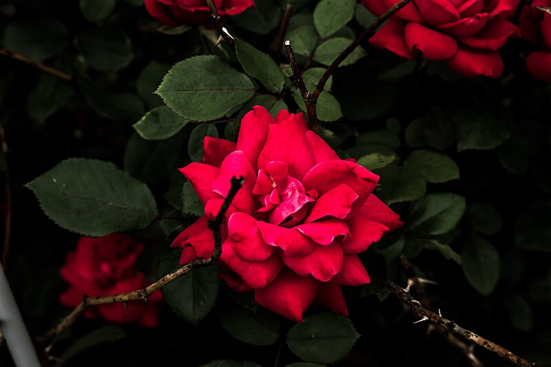 File:Blooming Rose Bush (Unsplash).jpg