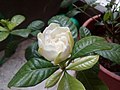 Fasi di fioritura del fiore di gardenia (3 di 6)