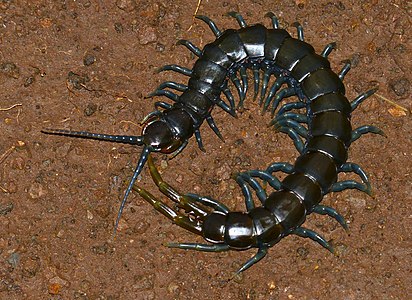 Tropical centipedes