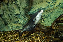 Blue catfish 01.jpg